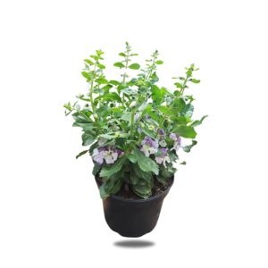angelonia