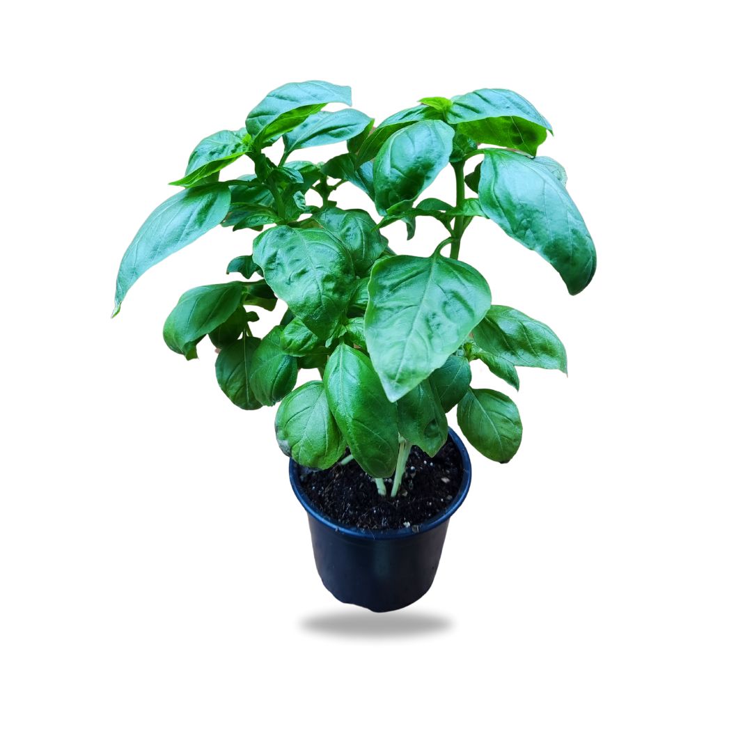 basil basil