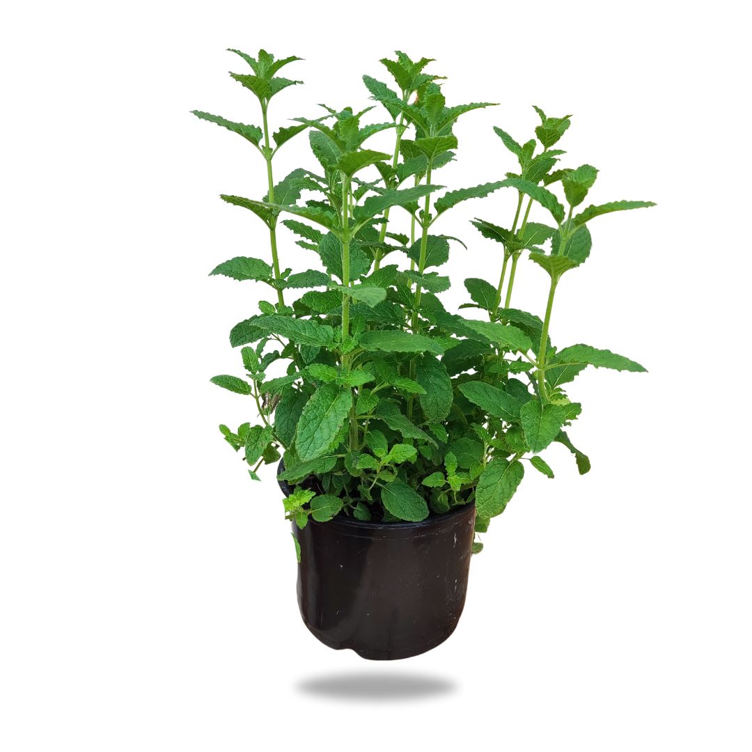 mint mint