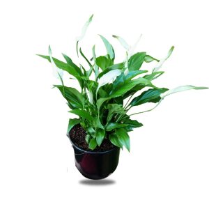 peace lily