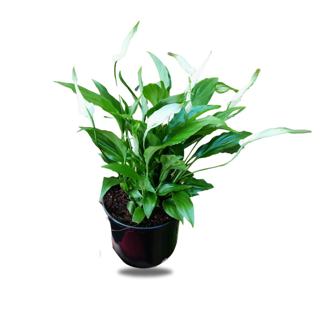peace lily peace lily