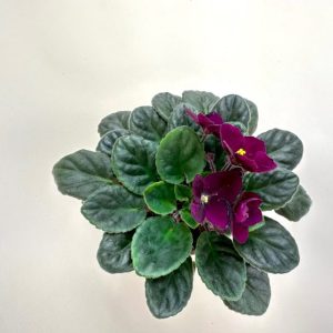 african violet aerial