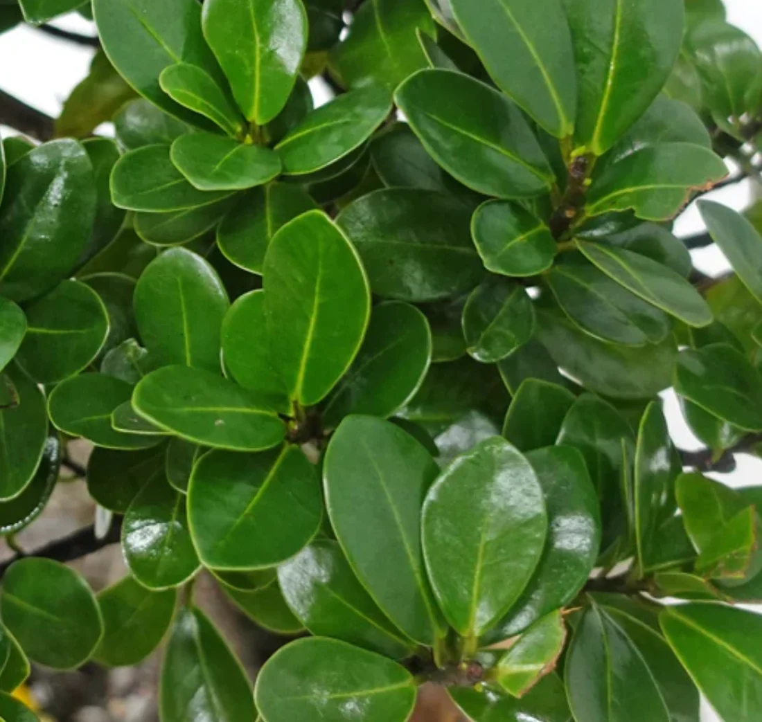 ficusmicroc ficusmicroc