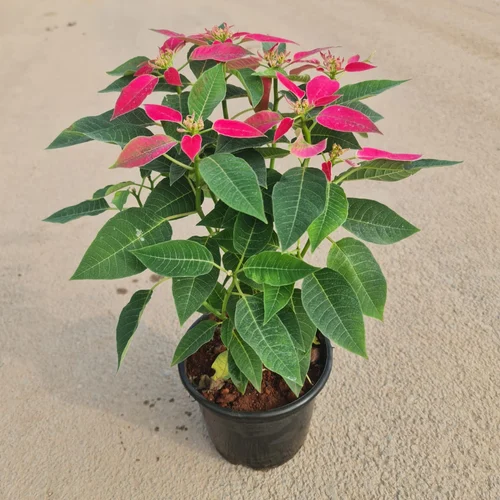 poinsettiain5inchplasticpot269 500x500 poinsettiain5inchplasticpot269 500x500
