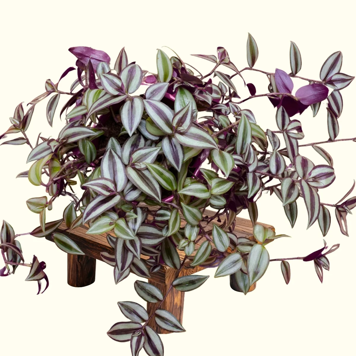 wandering jew plant 1221610517 1200x1200 wandering jew plant 1221610517 1200x1200